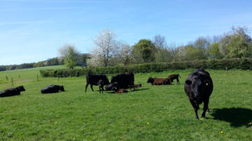 Dutch Wagyus from "Hoeve Galouppe" in the field